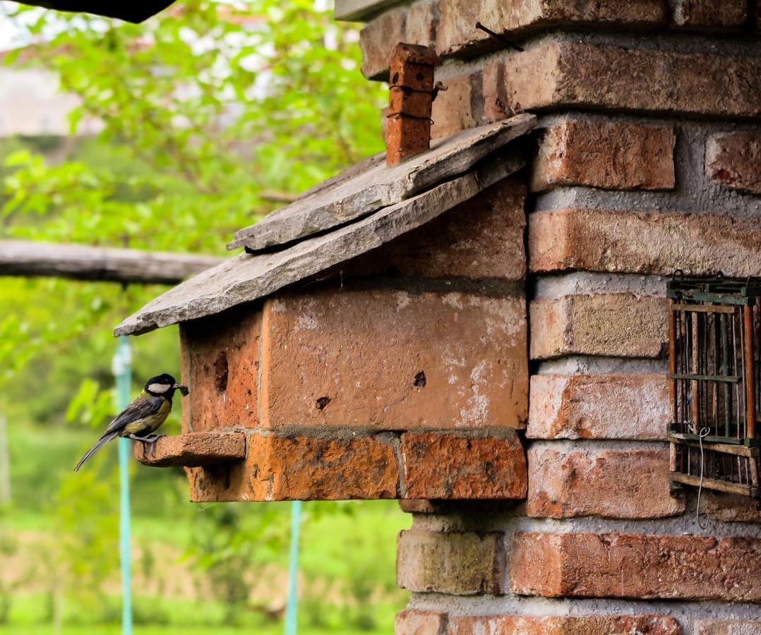 Maxi Sonce, Odprte Vasi Villa Prvacina Ngoại thất bức ảnh